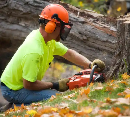 tree services St. Bernard